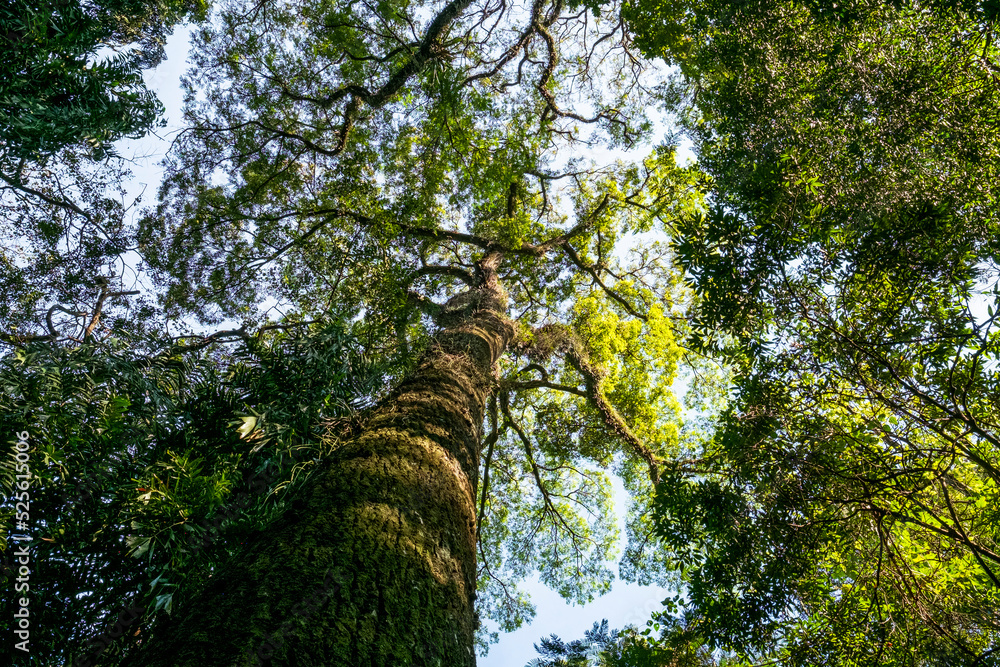 Fototapeta premium big tree