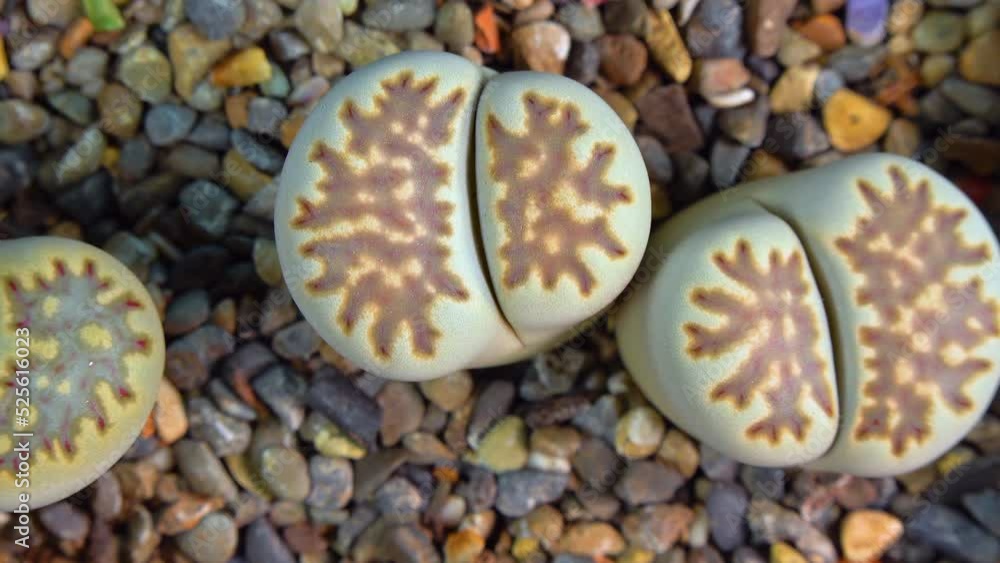 Mesembs (Lithops julii) South African plant from Namibia in the botanical collection of supersucculent plants Mesembs (Lithops julii) South African plant from Namibia in the botanical collection of supersucculent plants