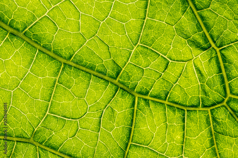macro photography of leaf texture - you can see cells macro photography of leaf texture - you can see cells