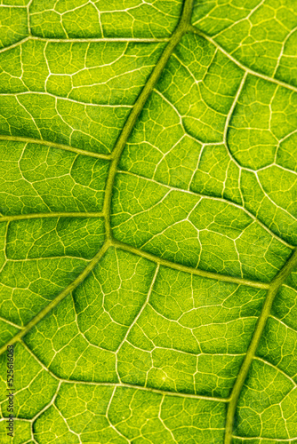 macro photography of leaf texture - you can see cells