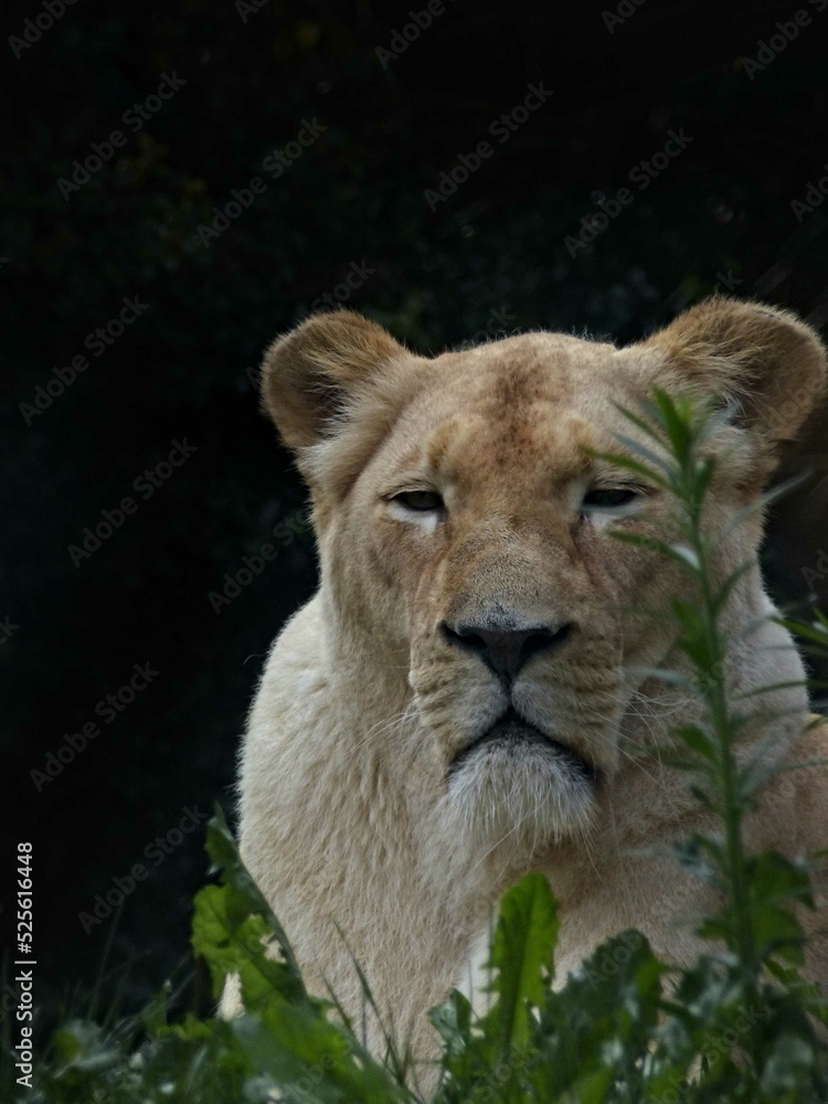Amnéville Zoo, August 2022 - Magnificent white lioness
