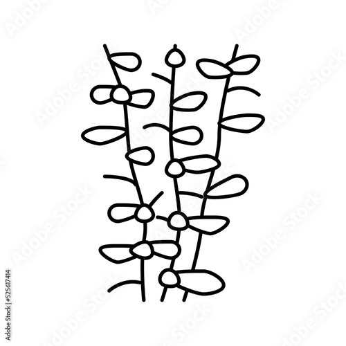 moneywort seaweed line icon vector illustration