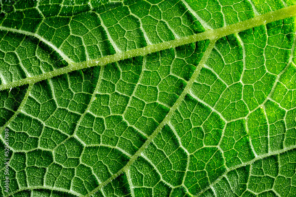 macro photography of leaf texture - you can see cells macro photography of leaf texture - you can see cells