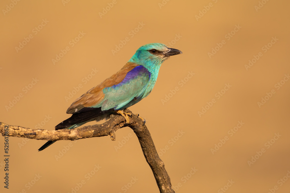 European roller, coracias garrulus, sitting on a branch from side view with blurred background in summer nature. Turquoise and blue colored bird resting on a twig illuminated by sun.