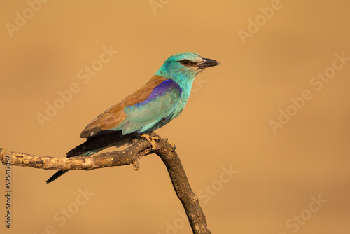 European roller, coracias garrulus, sitting on a branch from side view with blurred background in summer nature. Turquoise and blue colored bird resting on a twig illuminated by sun. © WildMedia