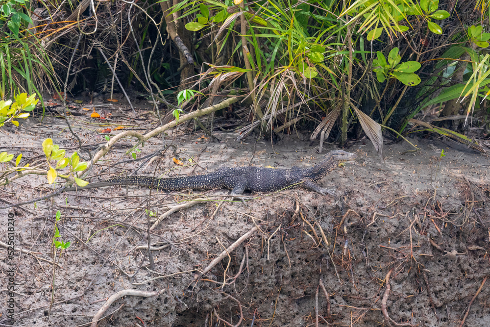 Asian water monitor (Varanus salvator) at Sundarban NP, West Bengal, India Asian water monitor (Varanus salvator) at Sundarban NP, West Bengal, India