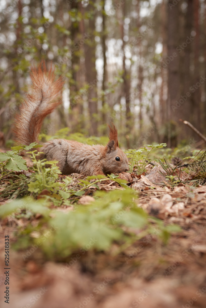 Fototapeta premium The squirrel found a walnut in the leaves. Wild animals, forest, rodents, cute, fluffy, flora, fauna