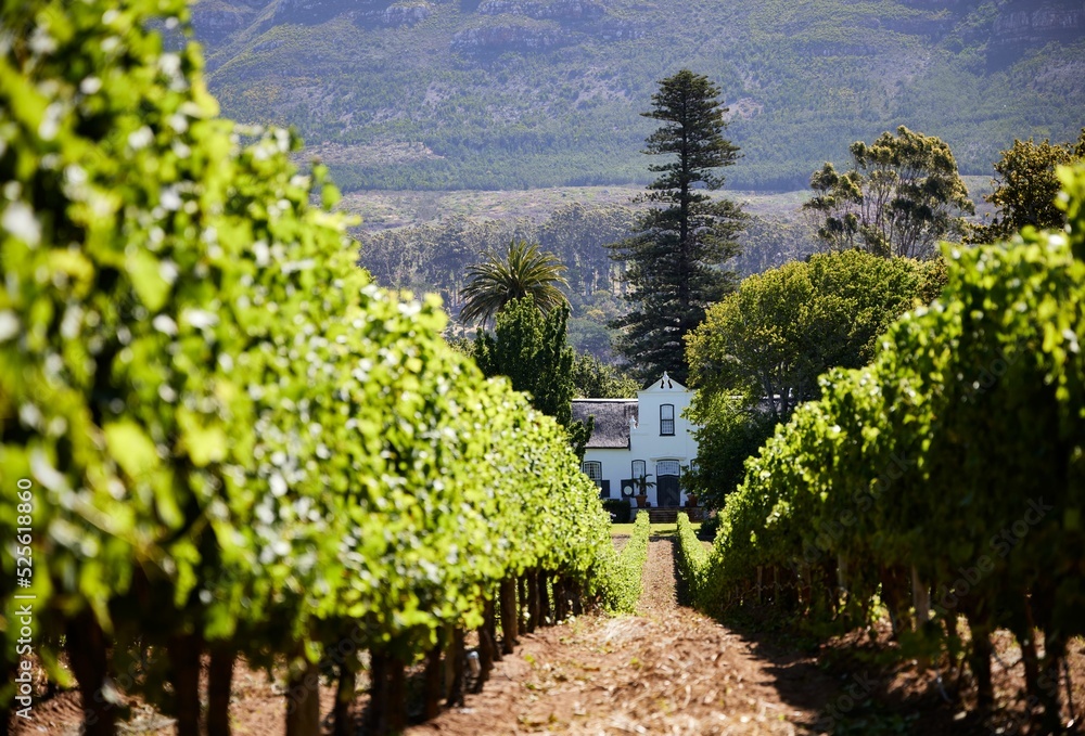 Fototapeta premium Buitenverwachting wine estate and grapes growing in a vineyard in Constantia, South Africa,Cape Town