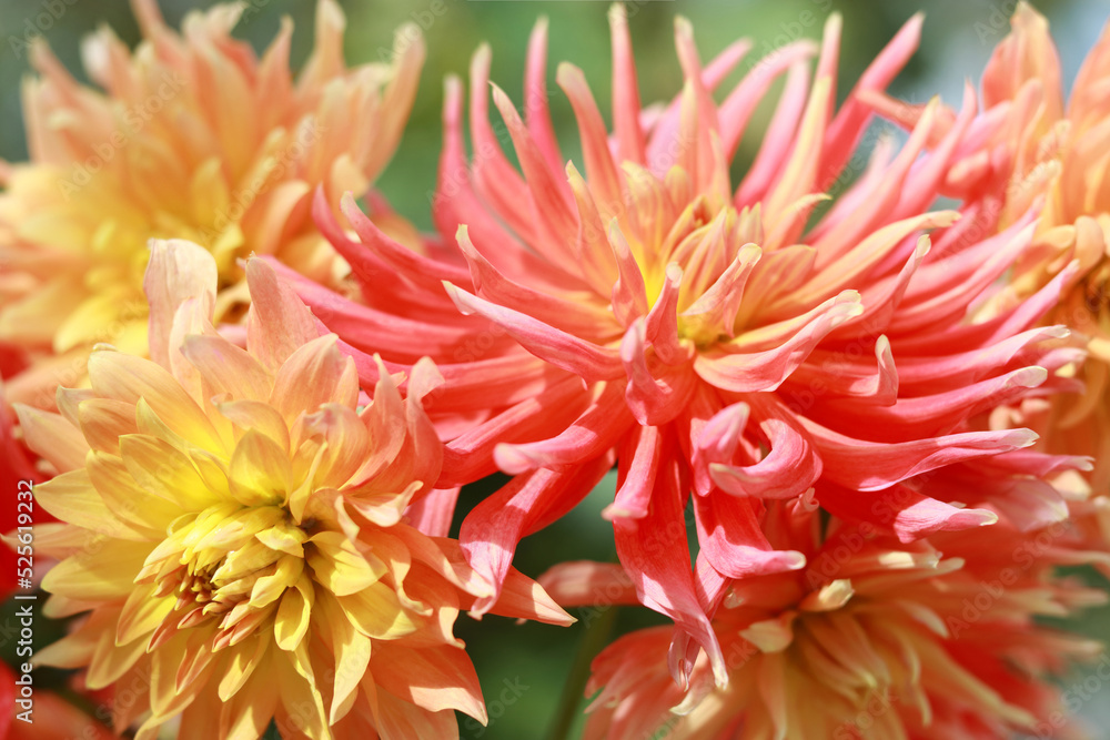 Dahlia red and yellow petals. Beautiful red yellow dahlia flowers in the garden on green leaves background.  Beautiful picture of dahlia. Multicolor Dahlia Flower. Wallpaper of beautiful flower.