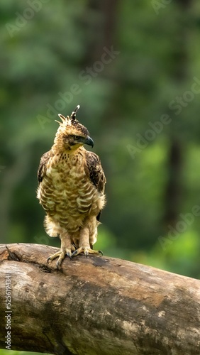 View of a beautiful Legge's hawk-eagle (Nisaetus kelaarti) on a tree in a forest photo