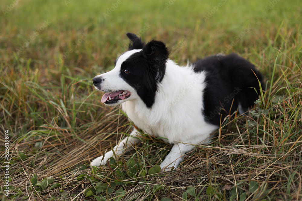 An attentive border collie dog lying on the grass looks away. Soft focus.