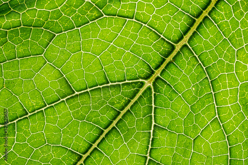 macro photography of leaf texture - you can see cells