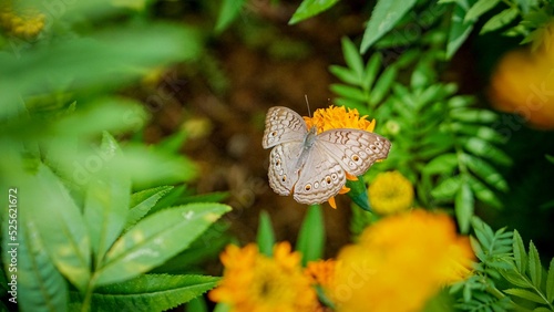 Close-up view of a Junonia atlites butterfly on the orange flower outdoors photo