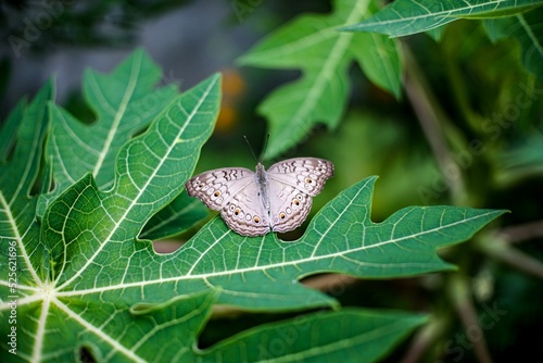 Close-up view of a Junonia atlites butterfly on the green leaf outdoors photo