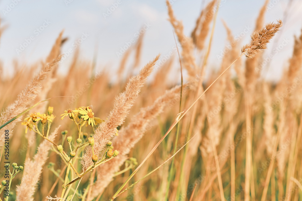 The autumn background of dry grass and yellow wildflowers defocused the eye, against the blue sky, focusing on the reed stalk in the golden light of the sunset. The autumn background of dry grass and yellow wildflowers defocused the eye, against the blue sky, focusing on the reed stalk in the golden light of the sunset.