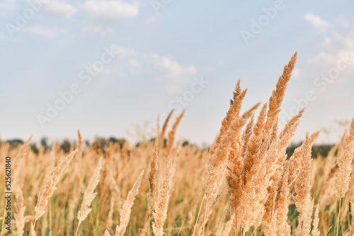 Autumn background of dry grass defocused view against the blue sky  focus on the stalk of reeds in the golden light of the sunset. Backdrop or splash idea for nature background  space for text