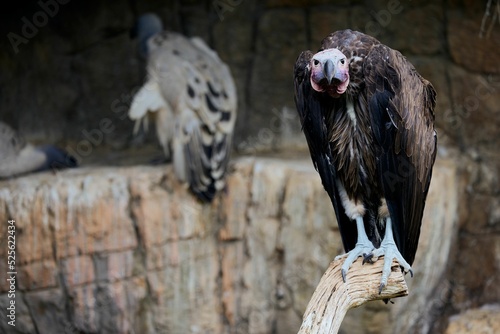 Closeup of a vulture perched on a tree branch in a zoo in Oudtshoorn, South Africa photo