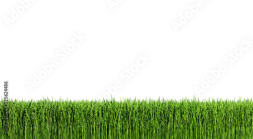 Grass isolated transparency background.