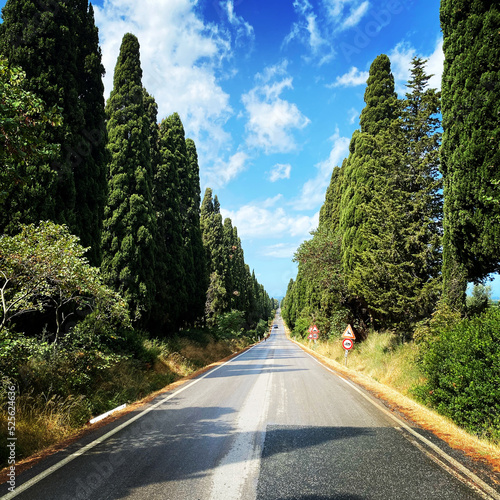 Viale dei Cipressi Bolgheri photo