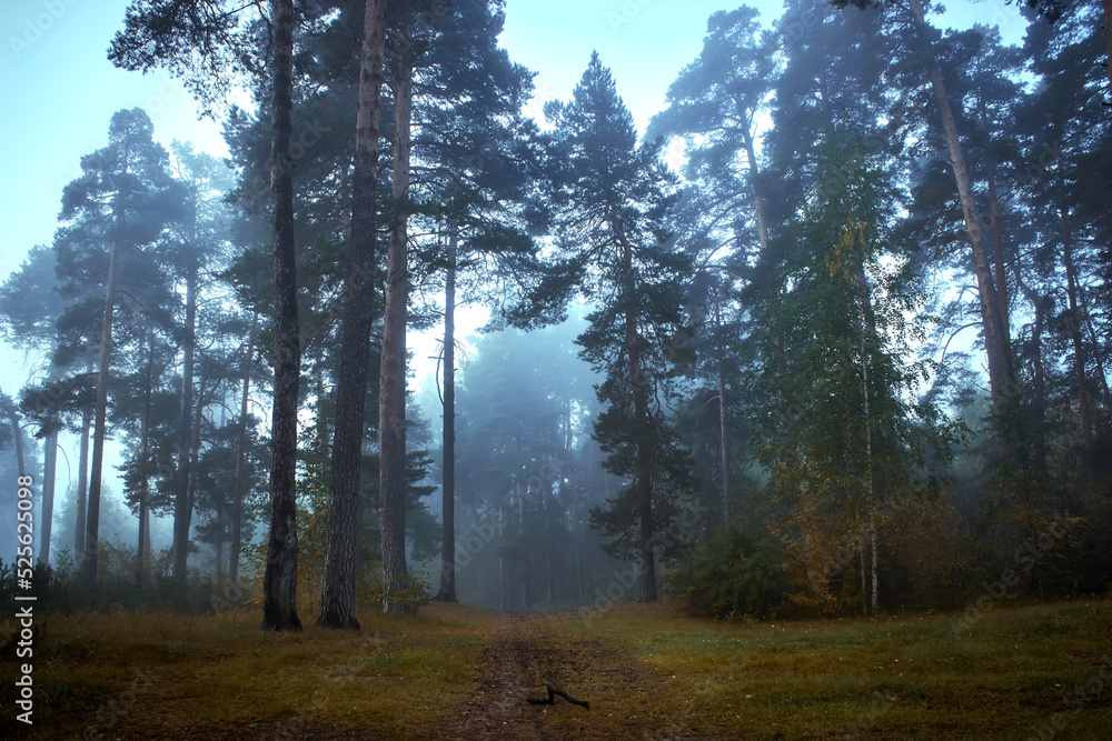 Obraz premium Beautiful forest on a foggy autumn morning. Footpath in the dark, fairy, autumn, mysterious forest, among high trees with leaves.