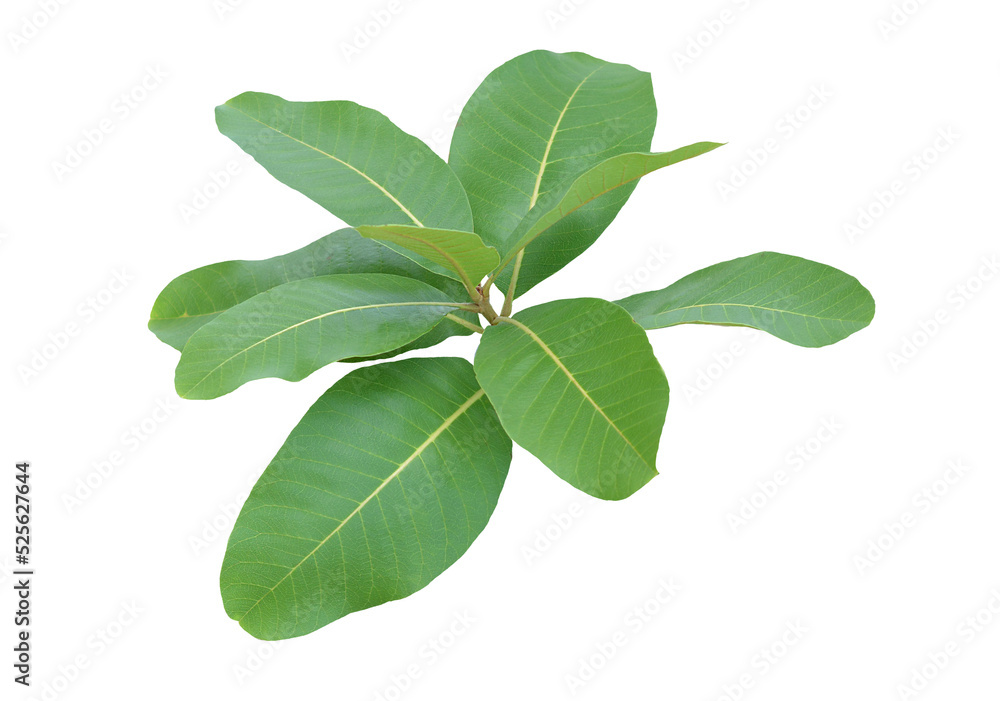 Obraz premium .leaves isolated transparency background.