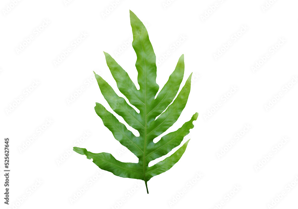 .leaves isolated transparency background. .leaves isolated transparency background.