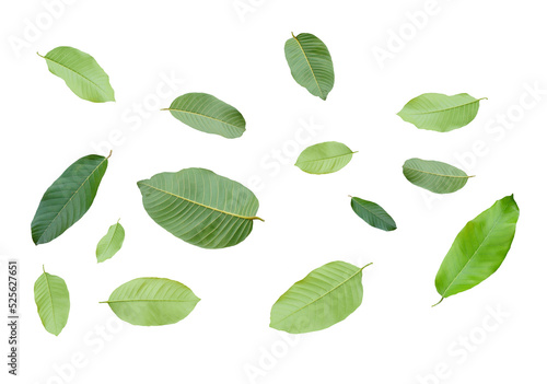 leaves isolated transparency background.