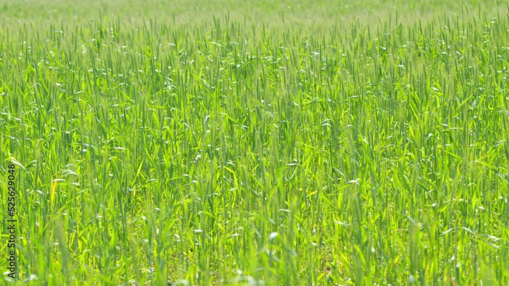 Generic agriculture and cereals concept. Green wheat field at sunny day. Riped wheat grain ear. Slow motion. Generic agriculture and cereals concept. Green wheat field at sunny day. Riped wheat grain ear. Slow motion.