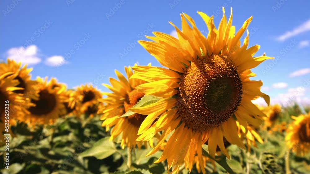 Closeup view of sunflowers. Sunflower field in a beautiful day. Agriculture. Taking sunflower blooming in a vast sunflowers field fluttering in the wind Closeup view of sunflowers. Sunflower field in a beautiful day. Agriculture. Taking sunflower blooming in a vast sunflowers field fluttering in the wind