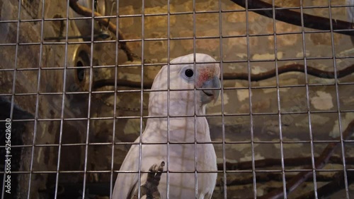 Cockatoo dancing towards the camera. 4 k video