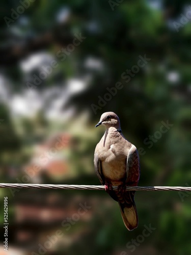 Vertical shot of a red-eyed dove (Streptopelia semitorquata) perched on a wire photo