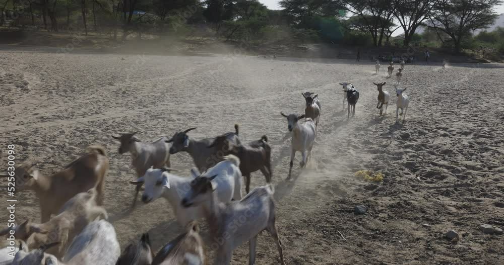 Goat Restriction Climate change.drought.water crisis. Small herd of goats running ...