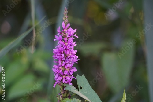 Closeup shot of a beautiful purple Loosestrife flower in a garden photo