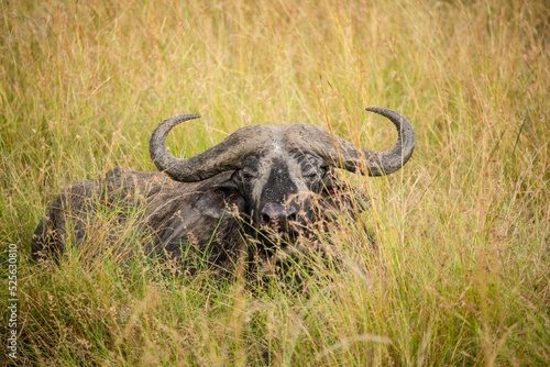 African Buffalo sitting in a golden grass in savanna during daytime photo