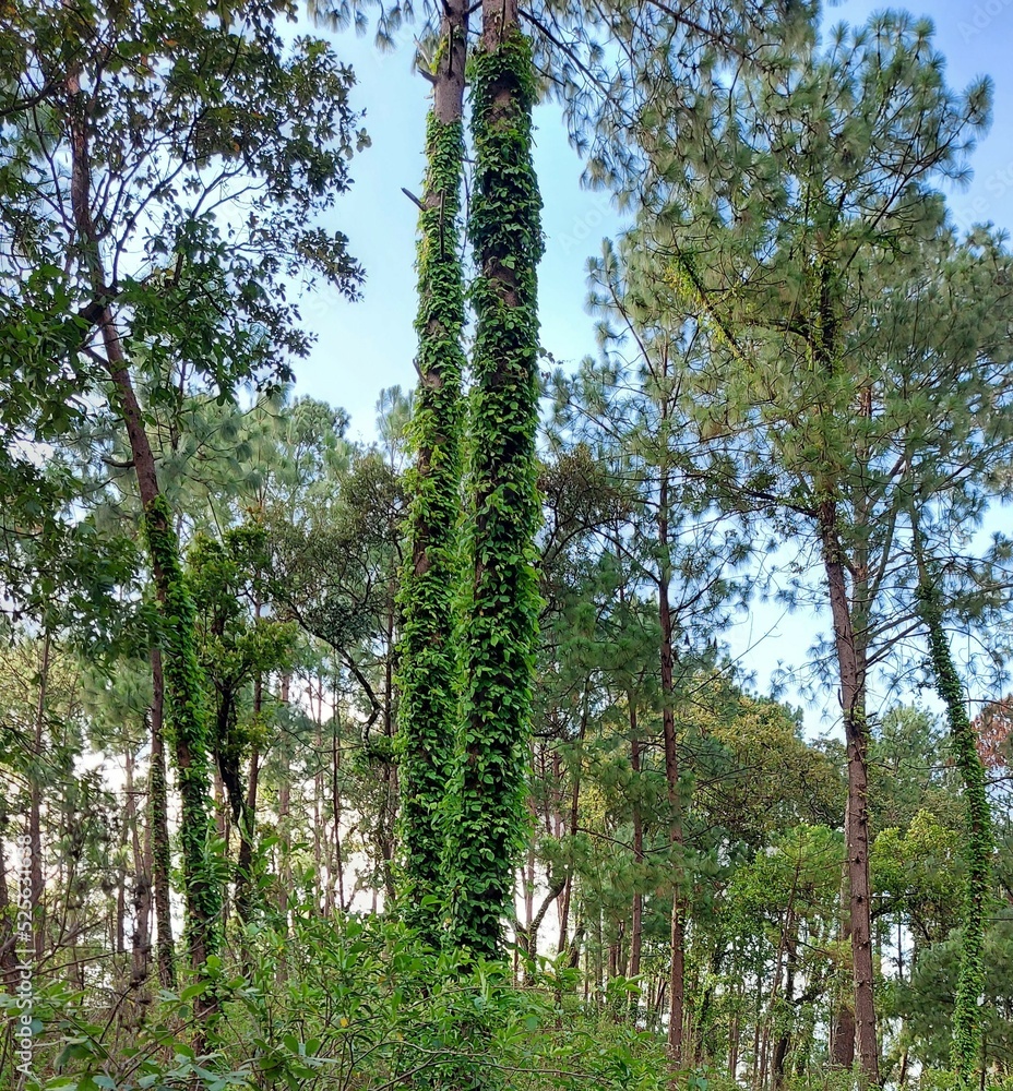 Fototapeta premium Naturaleza
