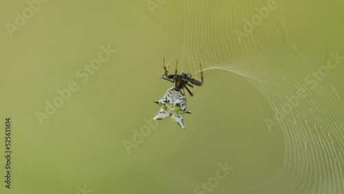 Spine Micrathena Orb Weaver Spider photo
