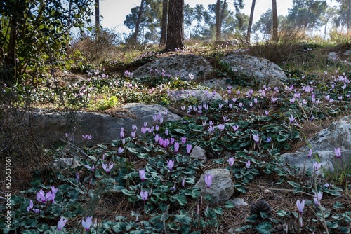 View of beautiful Cyclamen graecum plants growing in a garden photo