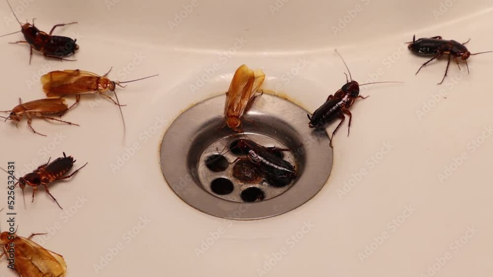 Cockroaches in the bathroom on the sink. The problem with insects