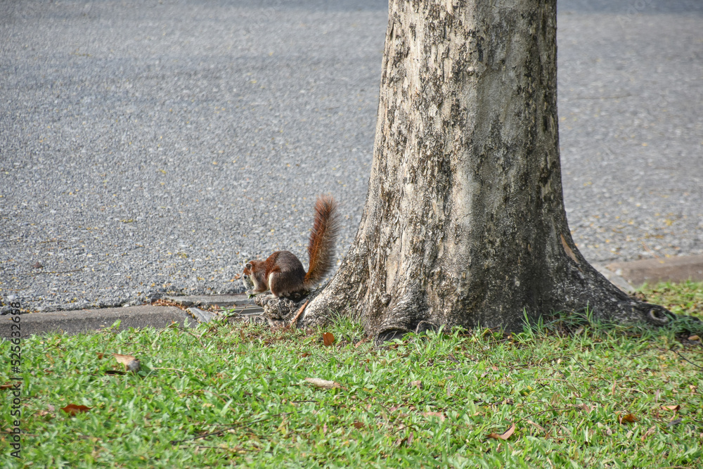 A little squirrel is foraging under a large tree in an outdoor park next to a large nature. A little squirrel is foraging under a large tree in an outdoor park next to a large nature.