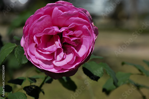 A soft pink rose that was born in the middle of the Lam Na Phrai forest with a natural lavender garden. Outdoors in a foggy park photo