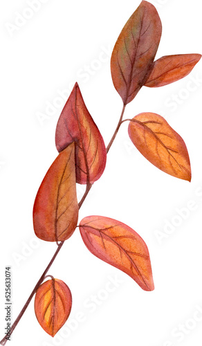 Watercolor hand drawn illustration colorful autumn leaf