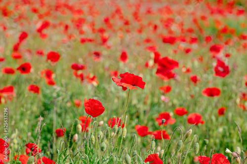 Field of poppies in bloom, Stony Hills, Hertfordshire © Anders93