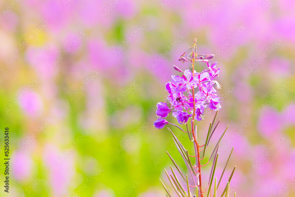 Pink wild Fireweed flower on a blurred background with copy space. Close-up of Great willowherb or Chamaenerion angustifolium flower.