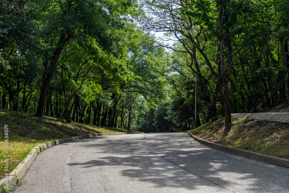 Beautiful asphalt curving road leading uphill among tunnel of trees in forest