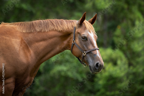 Portrait of a horse wearing a halter.