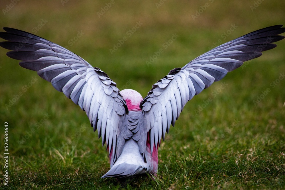 Φωτογραφία Closeup of an Australian bird galah with open wings, perched on green grass