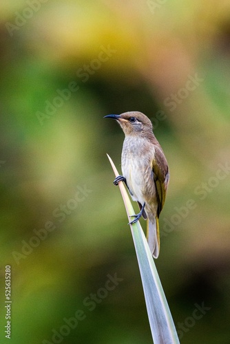 Vertical shot of the Australia brown faced honey bird perched on a branch photo