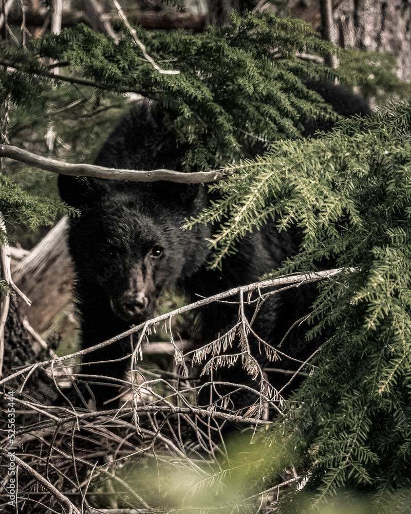 Naklejka premium Young Black Bear in the Forest