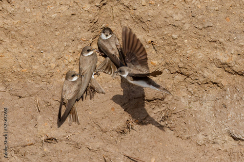 Sand Martin photo