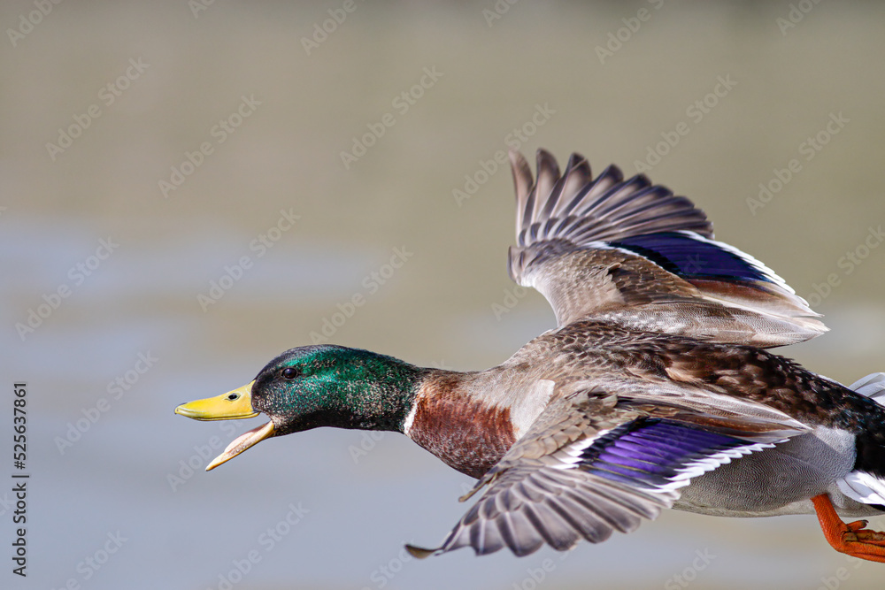 Obraz premium Close-up od a wild duck in flight
